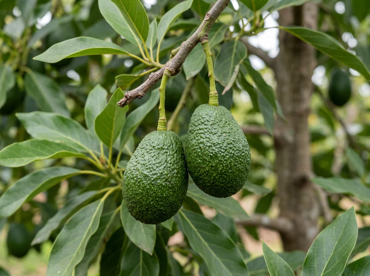Aguacate