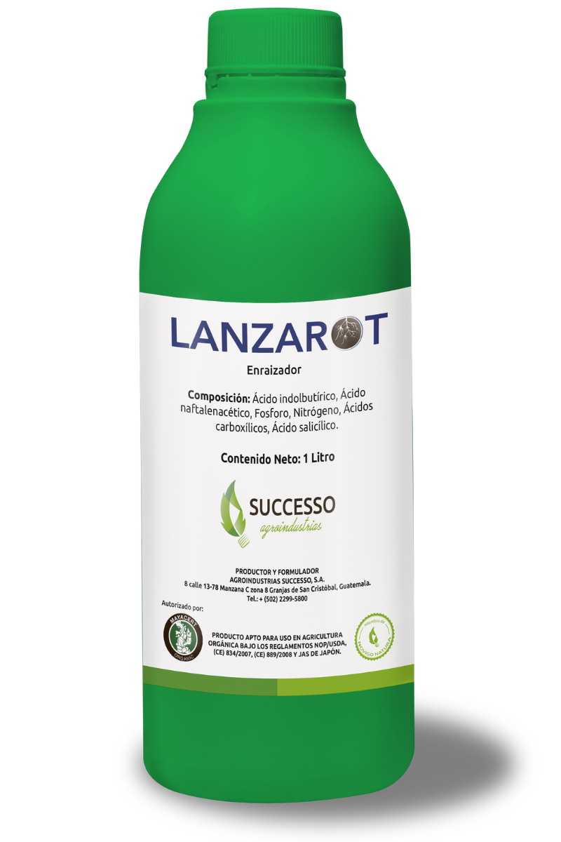 Lanzarot - Successo