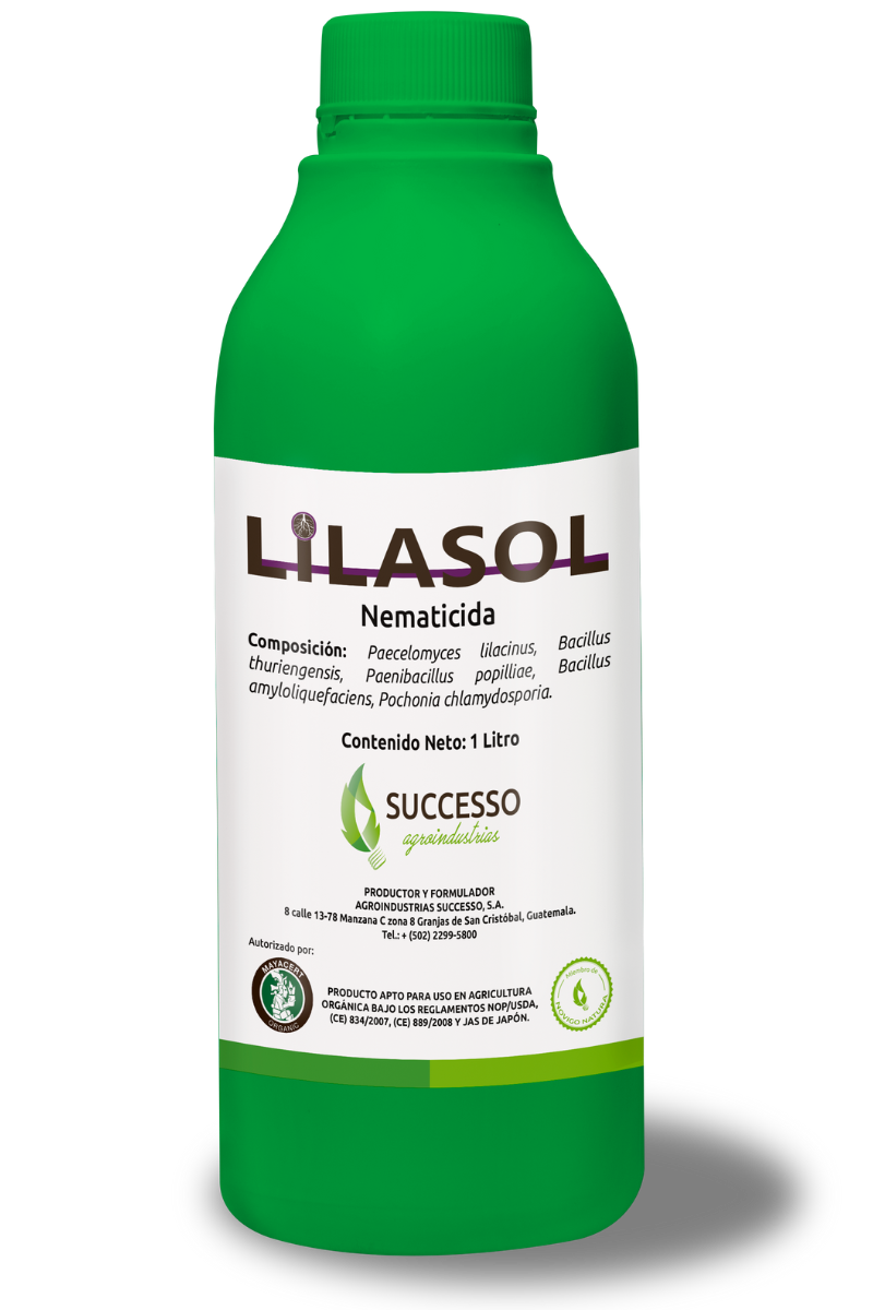 Lilasol - Successo